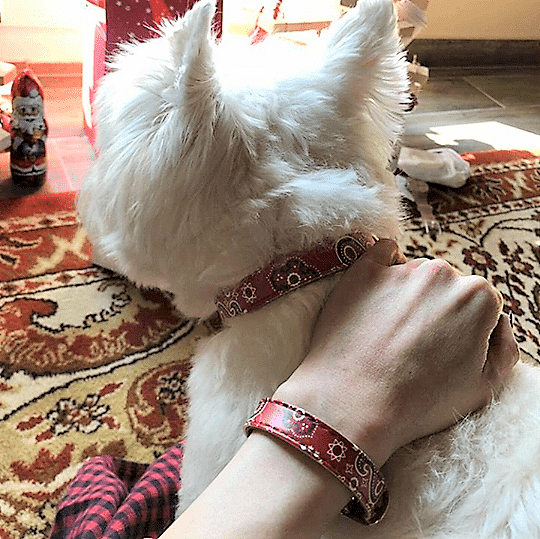 A dog wearing a stylish collar with a matching bracelet on a person's wrist, showcasing the ARGUS Bandana Classic.