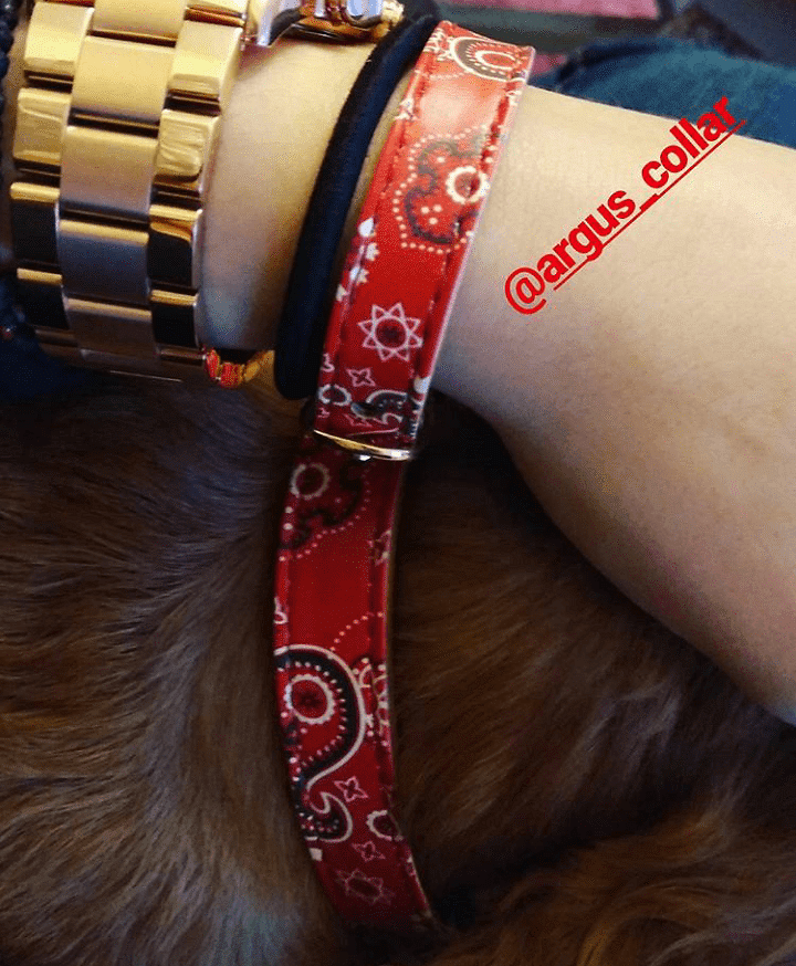 Stylish red ARGUS dog collar displaying bandana print on a pet's neck, showcasing quality and design.