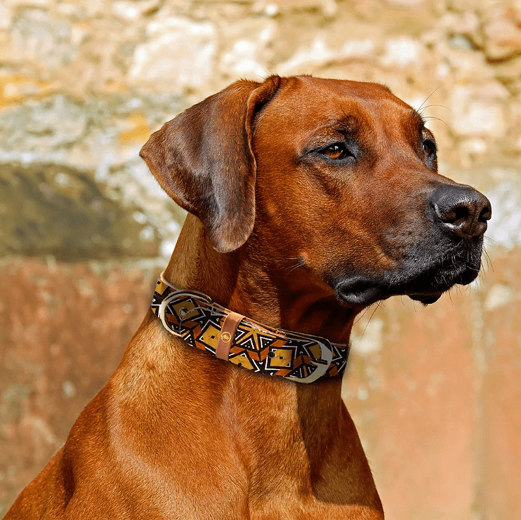 Dog wearing ARGUS Bogolan collar, showcasing modern design and comfort for pets.