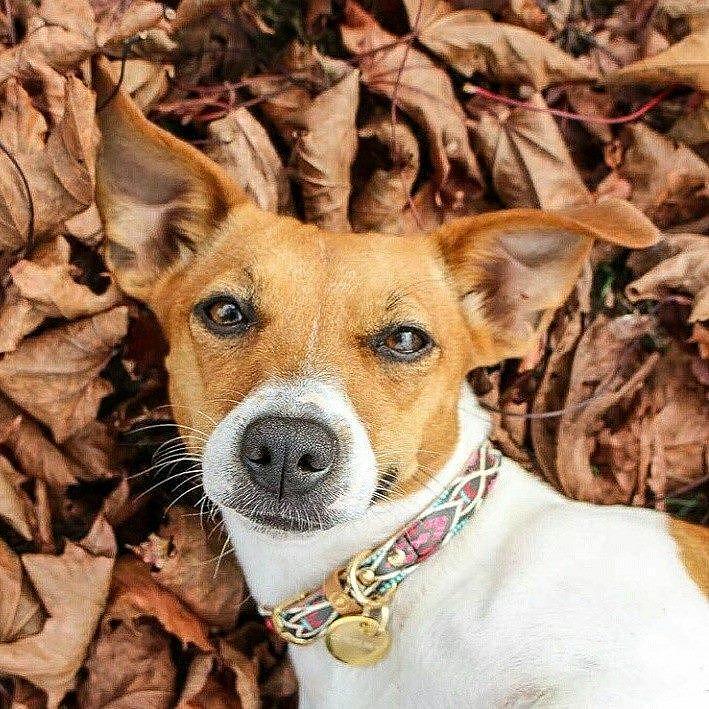 Cute dog with a colorful collar resting among fallen leaves in autumn.