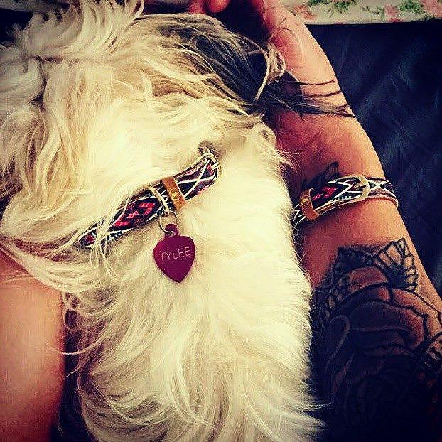 Cute dog wearing a stylish collar with a matching friendship bracelet on its owner's wrist.