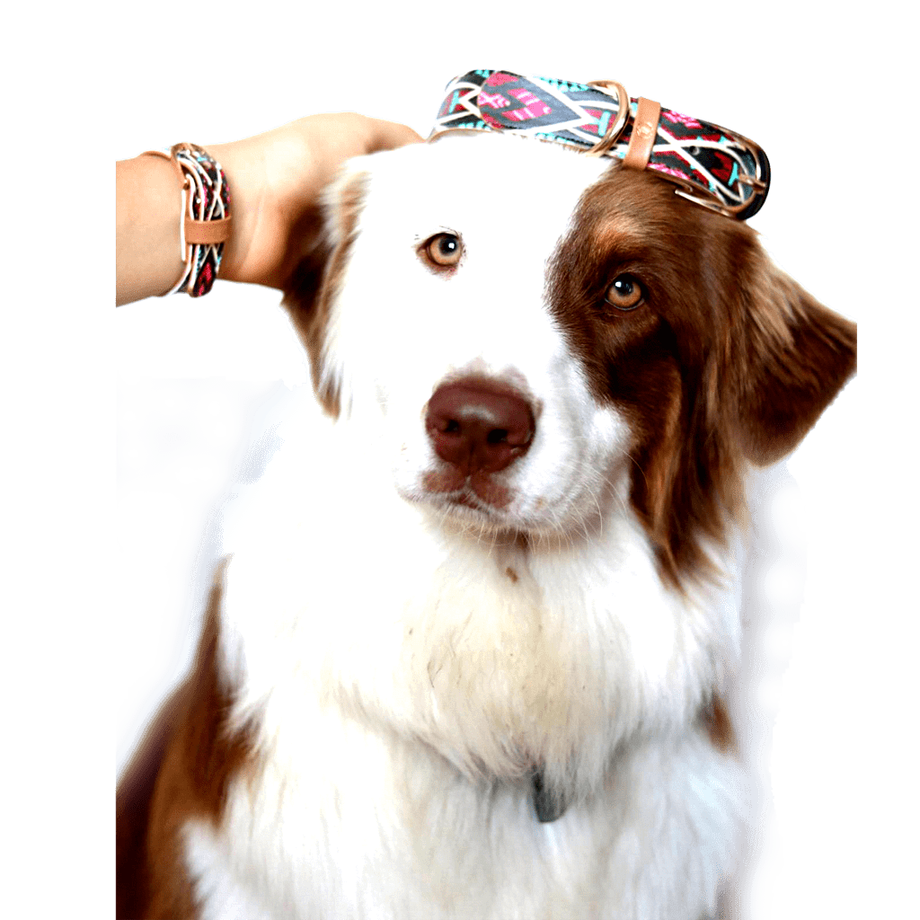 Dog wearing a stylish accessory with a hand adjusting the colorful collar and bracelet.