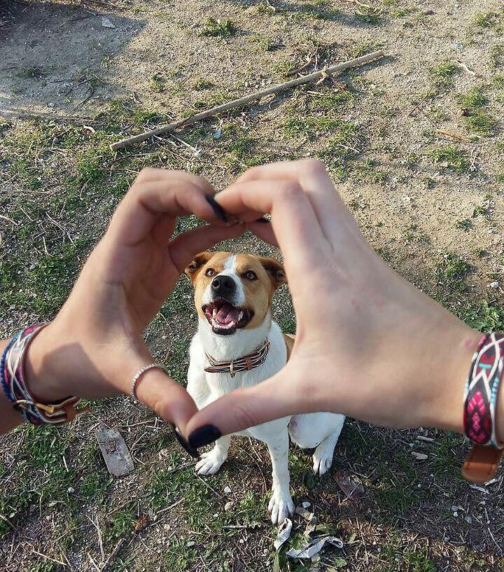 Person forming a heart shape with hands, smiling dog sitting in the background, capturing a joyful moment.