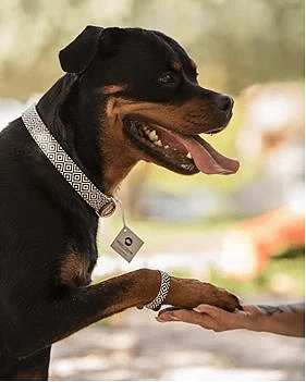 Rottweiler wearing ARGUS BW Squary collar and matching friendship bracelet, showcasing stylish pet accessories.