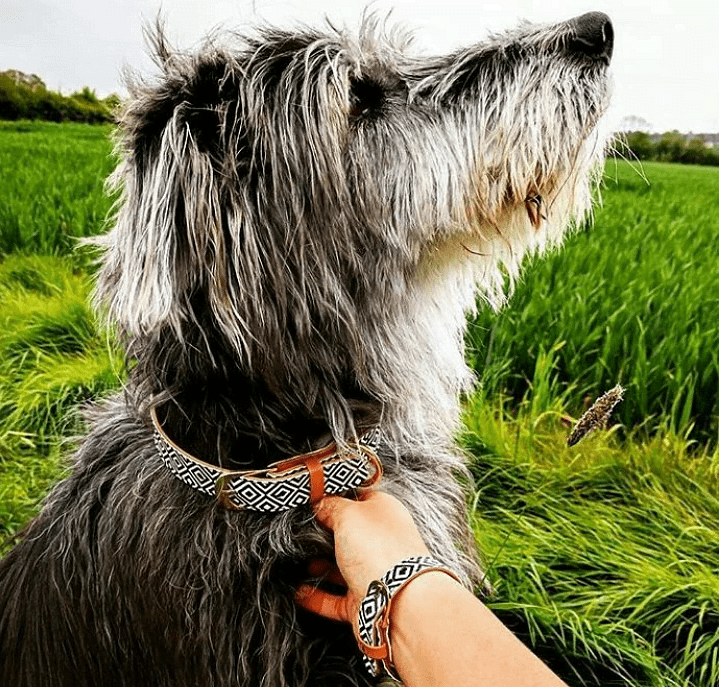 Dog wearing stylish collar and matching friendship bracelet in a green field, showcasing the ARGUS BW Squary design.