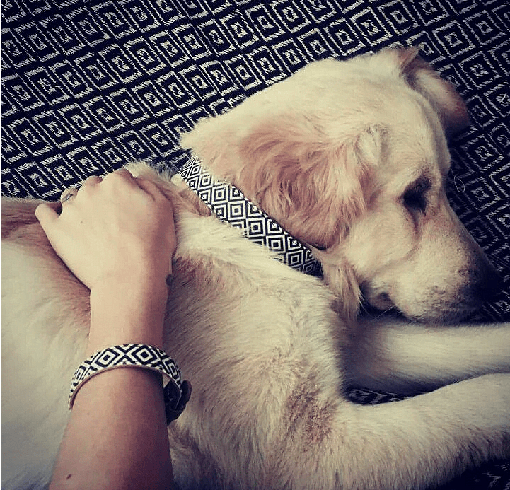 A golden retriever resting with an ARGUS dog collar and matching friendship bracelet, showcasing modern design and comfort.
