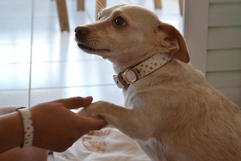 Cute dog wearing ARGUS collar and matching bracelet, showcasing a stylish fairytale design in a cozy indoor setting.