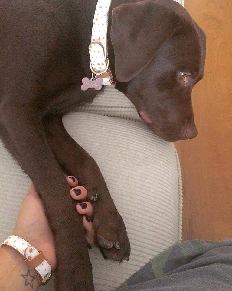 Chocolate Labrador resting with a stylish collar, showcasing a close bond with a person holding its paw.