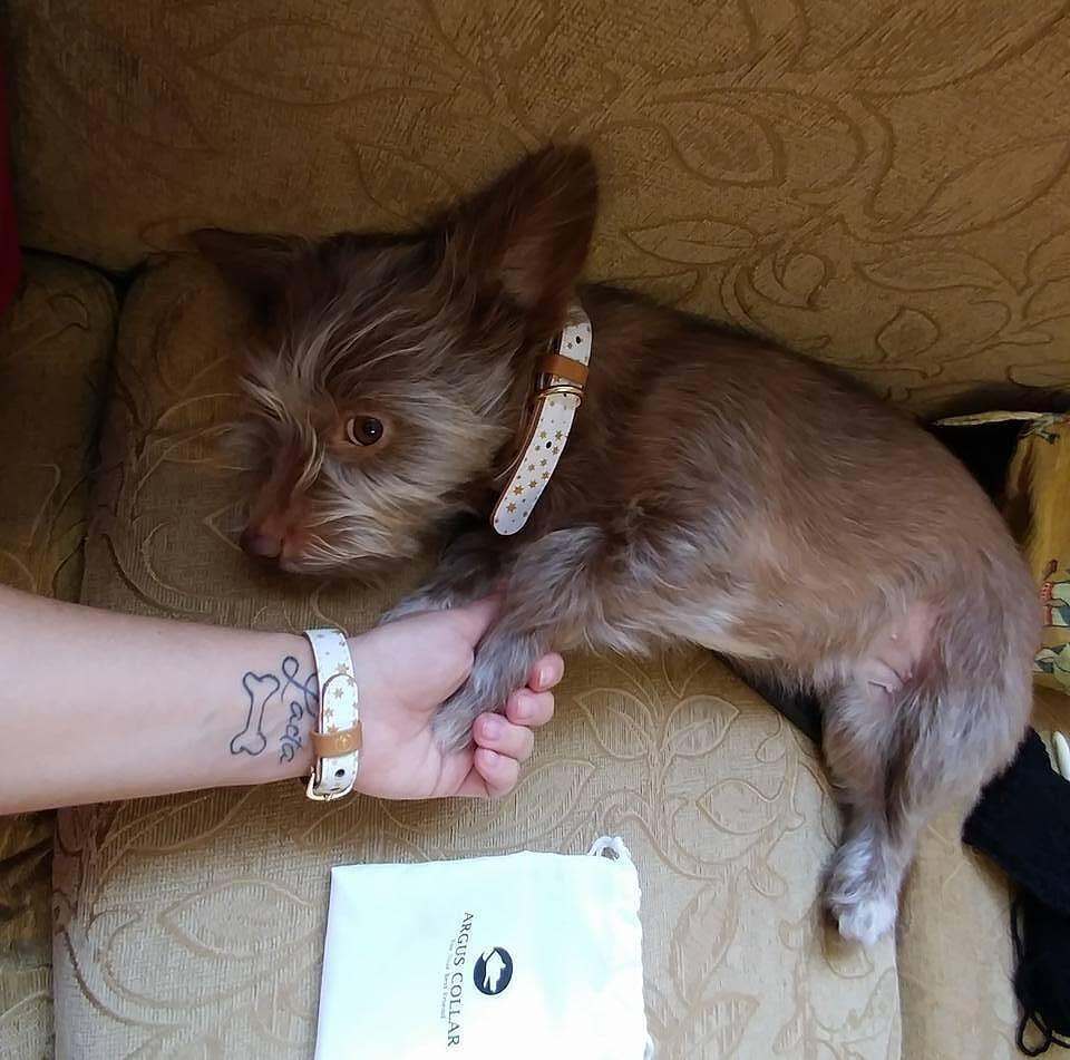 Dog wearing ARGUS collar and matching friendship bracelet on a couch.