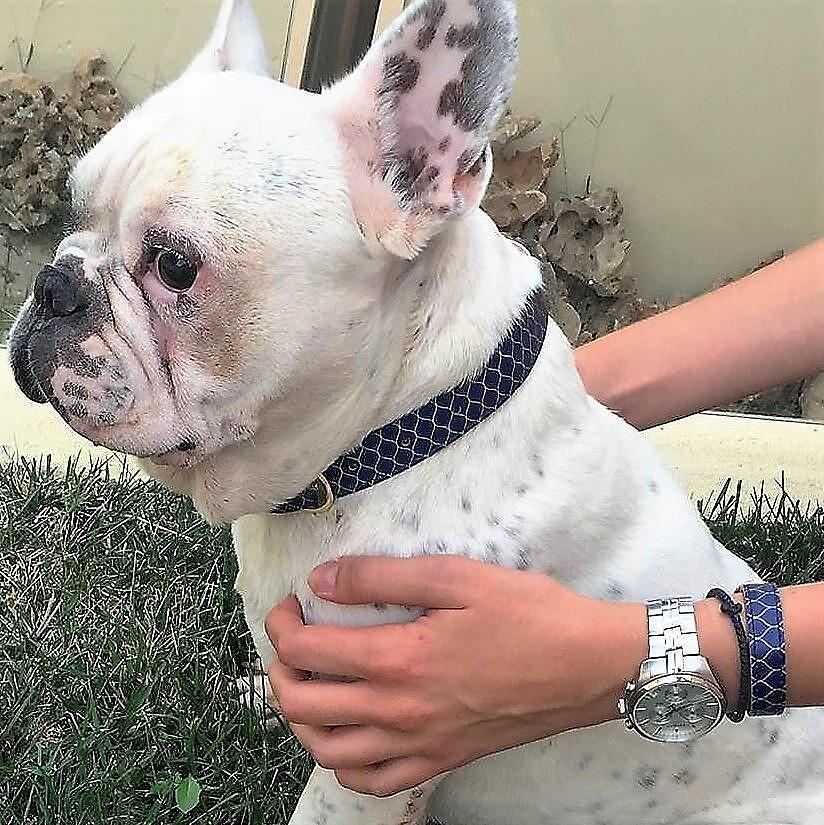 French Bulldog wearing the ARGUS "Gentleman" collar and matching bracelet on a person's wrist, showcasing style and sophistication.
