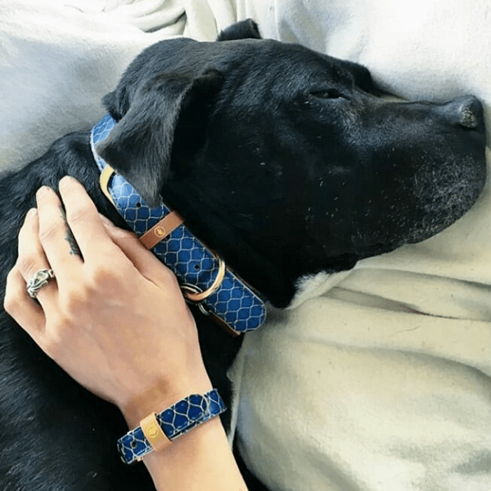 Black dog wearing a blue collar with matching bracelet on owner's wrist, showcasing stylish pet accessories.