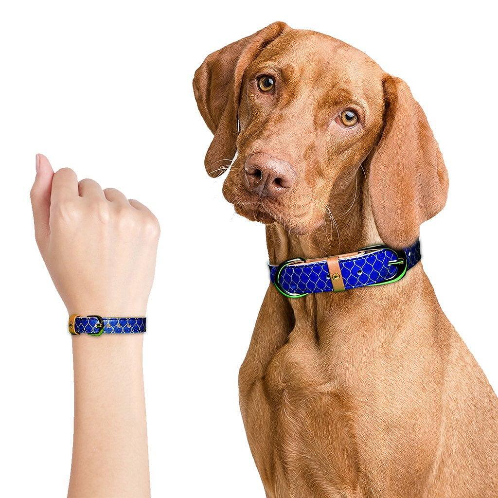 Stylish dog wearing blue collar with matching bracelet, showcasing the ARGUS 'Gentleman' design.