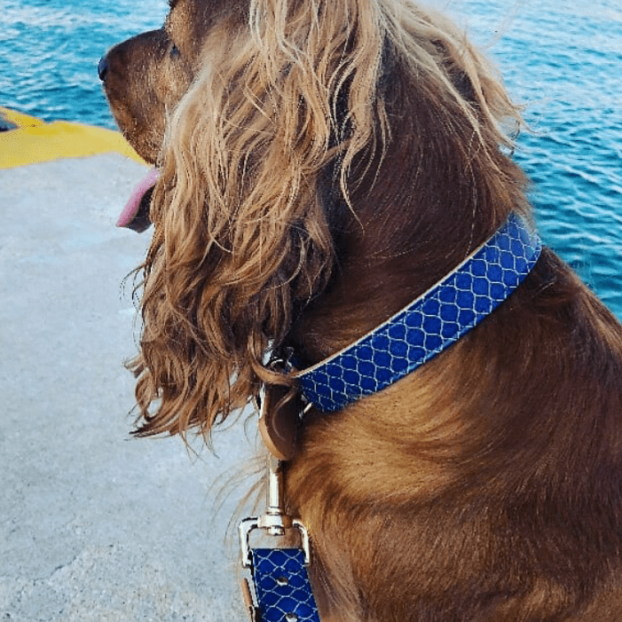 A stylish dog wearing a blue ARGUS collar by the water, showcasing its modern design.