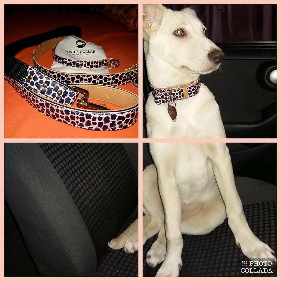 ARGUS dog collar and friendship bracelet set in stylish jungle design, perfect for pet owners.