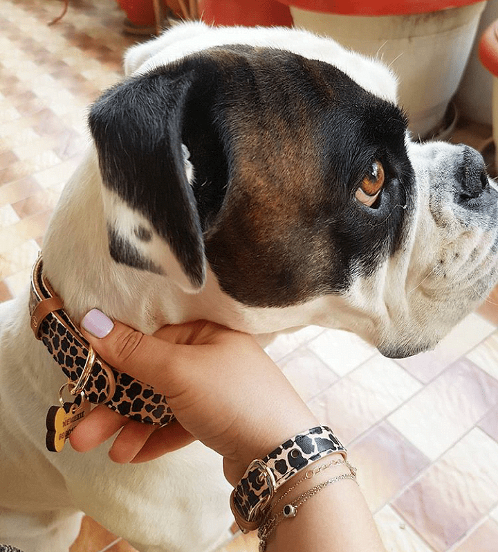 Dog wearing ARGUS "Jungle" collar, with matching friendship bracelet, showcasing stylish design and comfort.