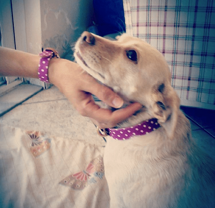 Golden retriever wearing a purple polka dot collar and matching bracelet, showcasing stylish pet accessories.