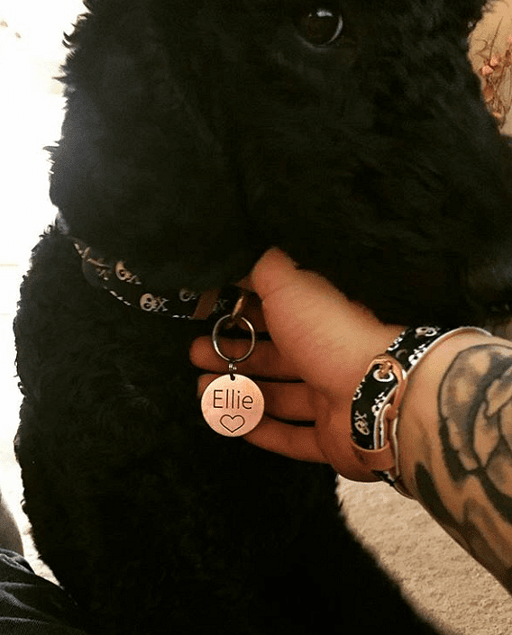 Black dog wearing stylish skull-themed collar and matching bracelet, with name tag 'Ellie' visible.