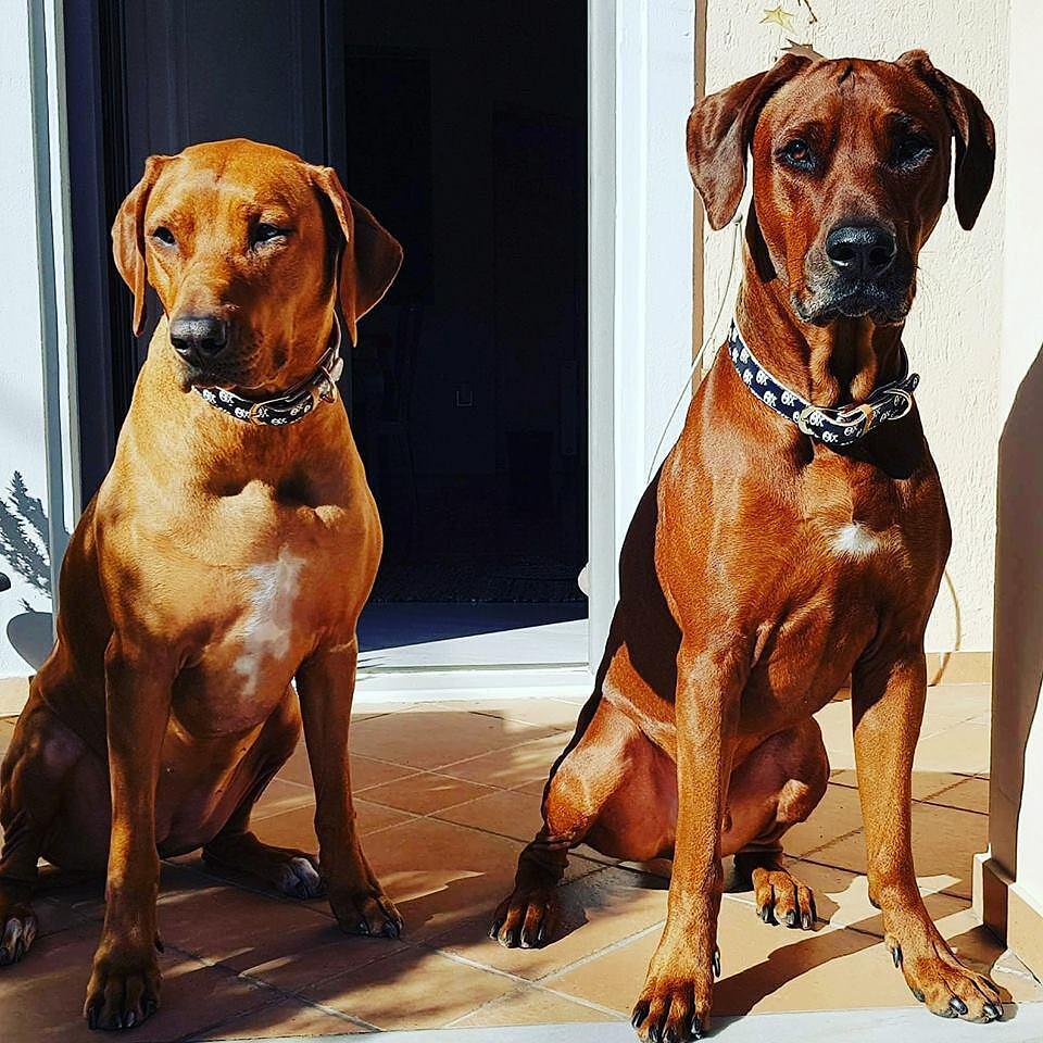 Two dogs sitting outdoors, one wearing a stylish collar, enjoying the sunshine on a tiled floor.