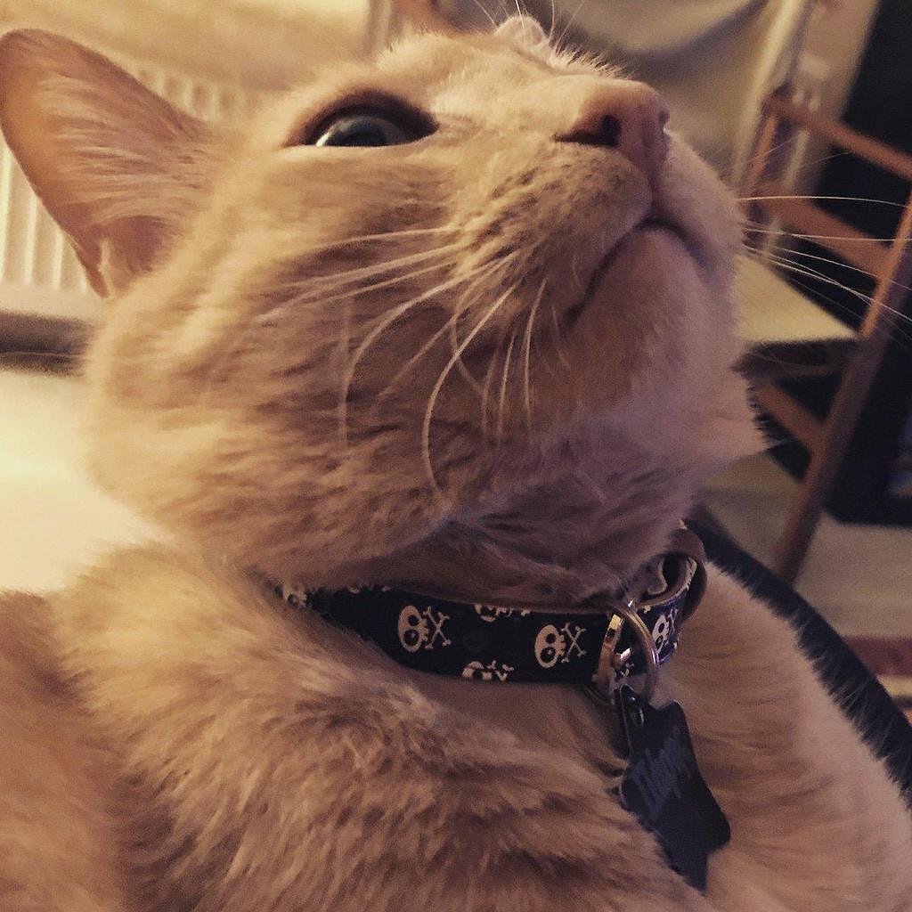 Close-up of a cat wearing a stylish skull and bones collar, showcasing modern pet fashion and comfort.